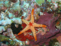   Red Starfish Shot conan g9 using standard casing flash.Bandos island house reef Maldives flash. flash  